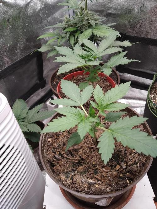 sensi skunk and special kush 1. Week 2 - 31.may both special kush#1 from RQS.