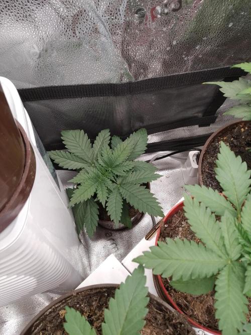 sensi skunk and special kush 1. Week 2 - 31.may special kush #1 RQS,and she is the beauty.