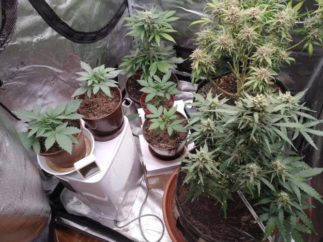 sensi skunk and special kush 1. Week 2 - 31.may last family photo. 