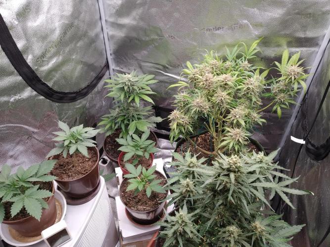 sensi skunk and special kush 1. Week 2 - 31.may family photo. 