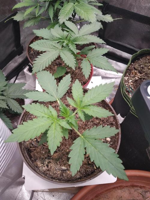 sensi skunk and special kush 1. Week 2 - 31.may special kush #1 RQS