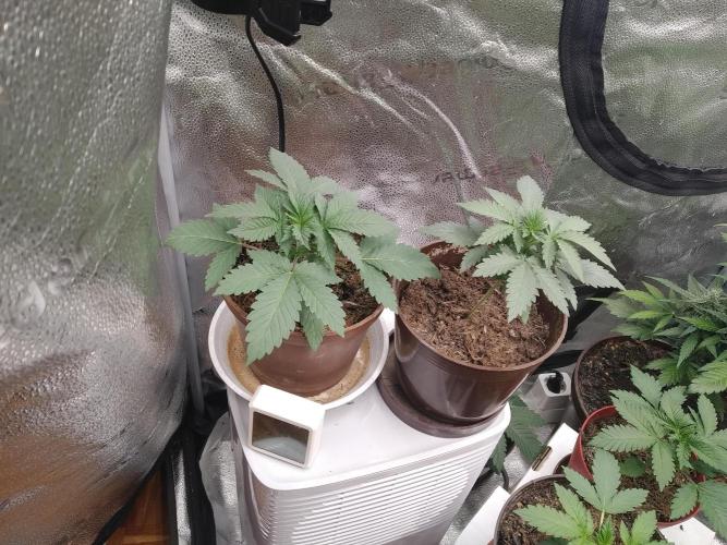 sensi skunk and special kush 1. Week 2 - 31.may special kush #1 RQS and on the left SENSI SKUNK.,