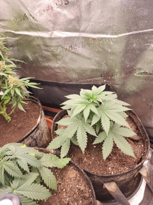 sensi skunk and special kush 1. Week 3 - 9.june sensi skunk,after transplant