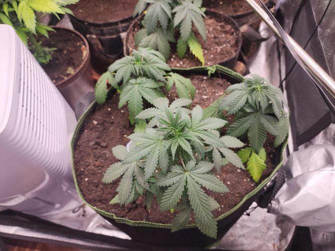 sensi skunk and special kush 1. Week 3 - 9.june 3 plants of special kush nr.1