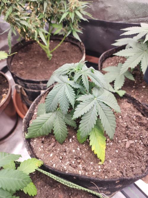 sensi skunk and special kush 1. Week 3 - 9.june special kush nr.1