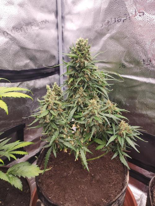 Masterpiece run. Week 11 - 9.june gorila Z fast buds