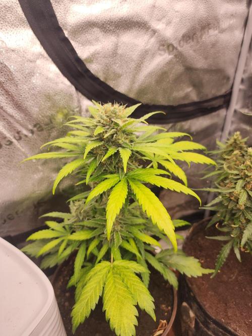 Masterpiece run. Week 11 - 9.june unknown strain  back from balcony. 