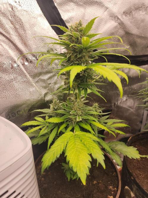 Masterpiece run. Week 11 - 9.june unknown strain  back from balcony