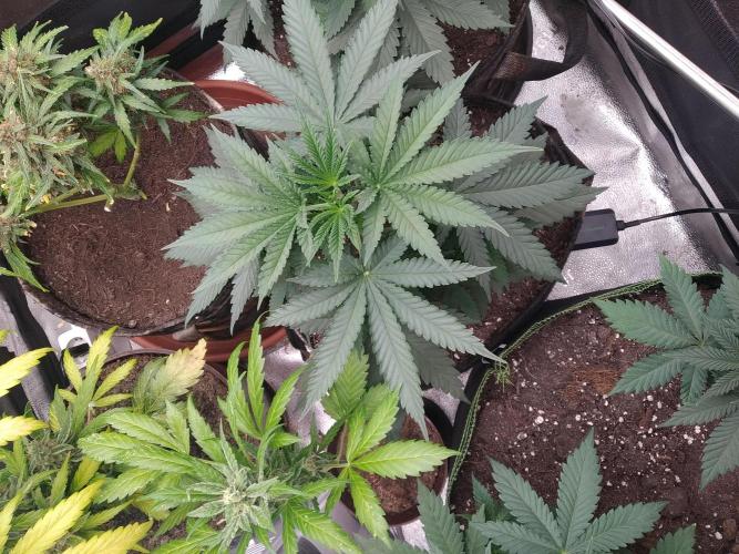 sensi skunk and special kush 1. Week 4 - 18.june  special kush nr1 royal seeds