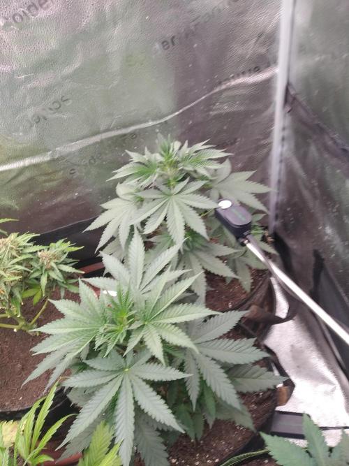sensi skunk and special kush 1. Week 4 - 18.june family photo