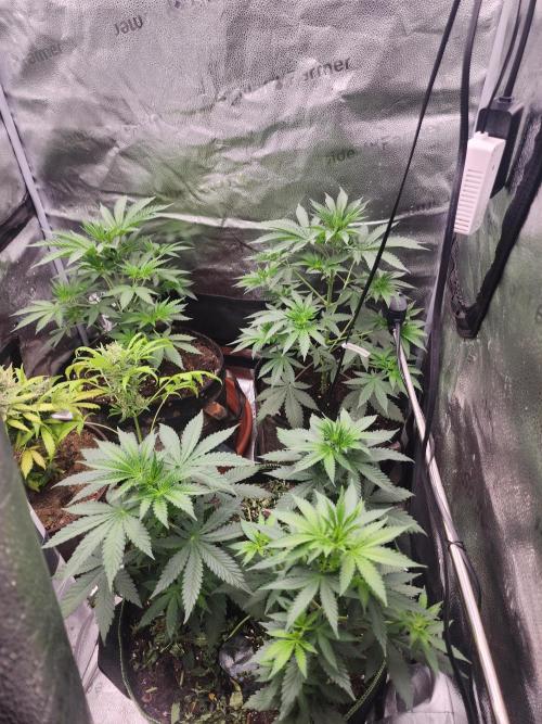 sensi skunk and special kush 1. Week 4 - 21.june family photo