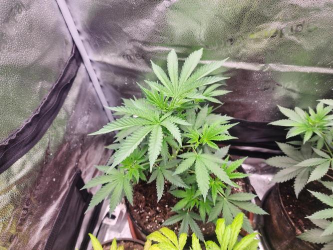 sensi skunk and special kush 1. Week 4 - 21.june special kush nr1 after defoliation,all lower fan leaves removed