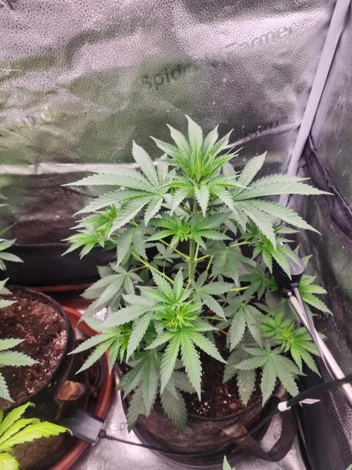 sensi skunk and special kush 1. Week 4 - 21.june sensi skunk after defoliation,all lower fan leaves removed