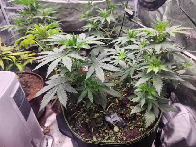sensi skunk and special kush 1. Week 4 - 21.june first time 3 plants in same pot due to room restrictions
