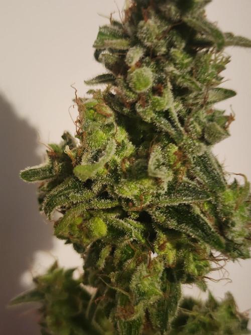 Masterpiece run. Week 13 - on of buds from balcony plant you can see little frost on it.