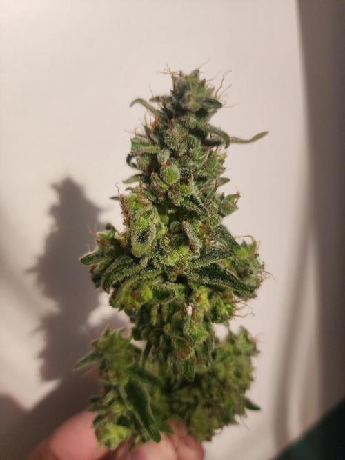 Masterpiece run. Week 13 - balcony plant