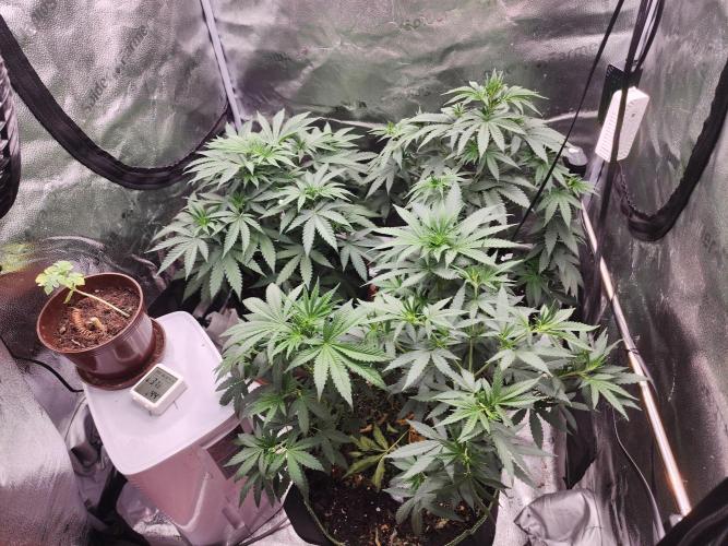 sensi skunk and special kush 1. Week 5 - 30.june