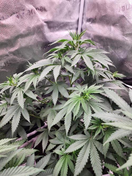 sensi skunk and special kush 1. Week 5 - 30.june