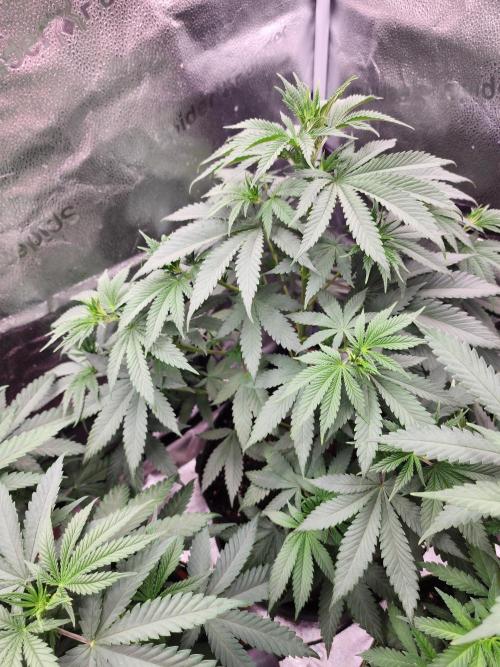 sensi skunk and special kush 1. Week 5 - 30.june