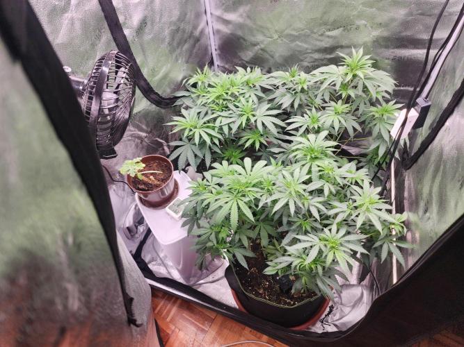 sensi skunk and special kush 1. Week 6 - 8.july family 