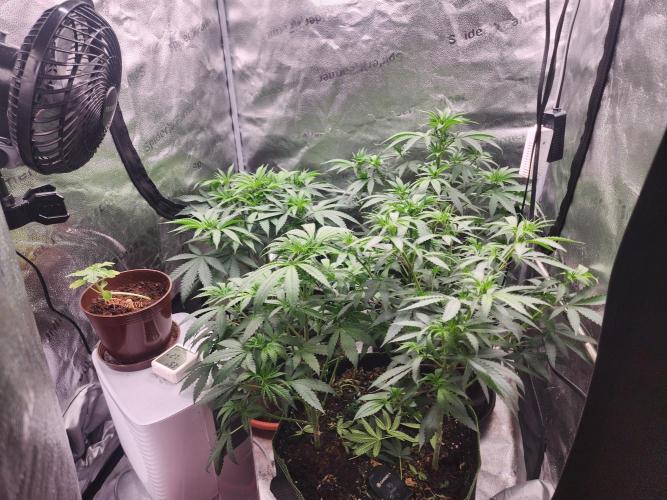sensi skunk and special kush 1. Week 6 - 8.july family photo 