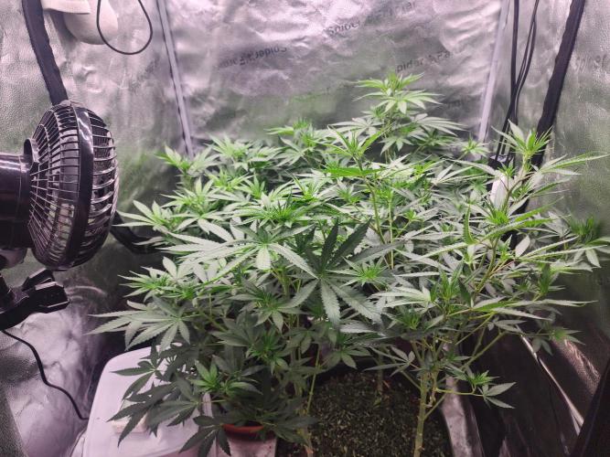 sensi skunk and special kush 1. Week 7 - 11.july first week of flower has begun, this is day 4,stretch has also begun. 