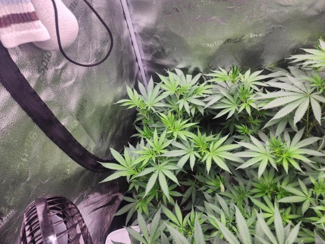 sensi skunk and special kush 1. Week 7 - 11.july that left is kush nr 1.
