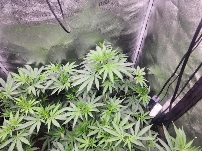 sensi skunk and special kush 1. Week 7 - 11.july that beauty  right  is sensi skunk also started stretching. 