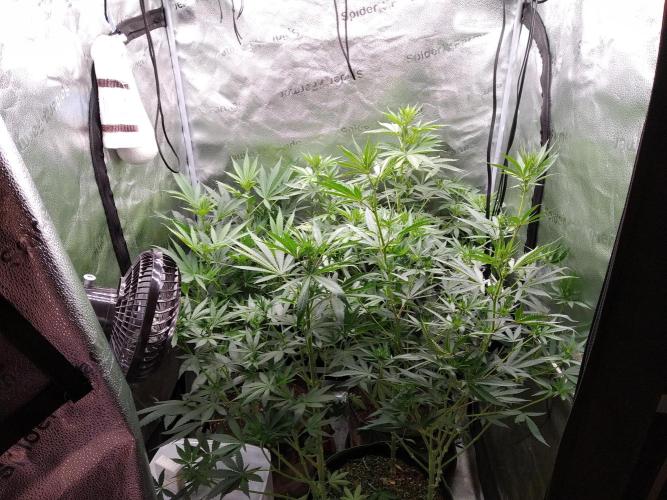 sensi skunk and special kush 1. Week 8 - 19.july all together 