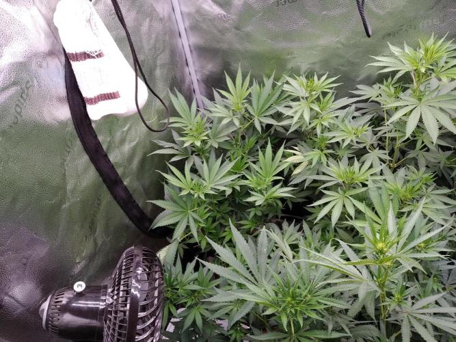 sensi skunk and special kush 1. Week 8 - 19.july that left is special kush #1 