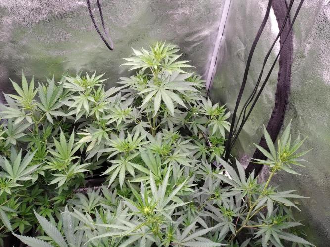 sensi skunk and special kush 1. Week 8 - 19.july right in back is sensi skunk