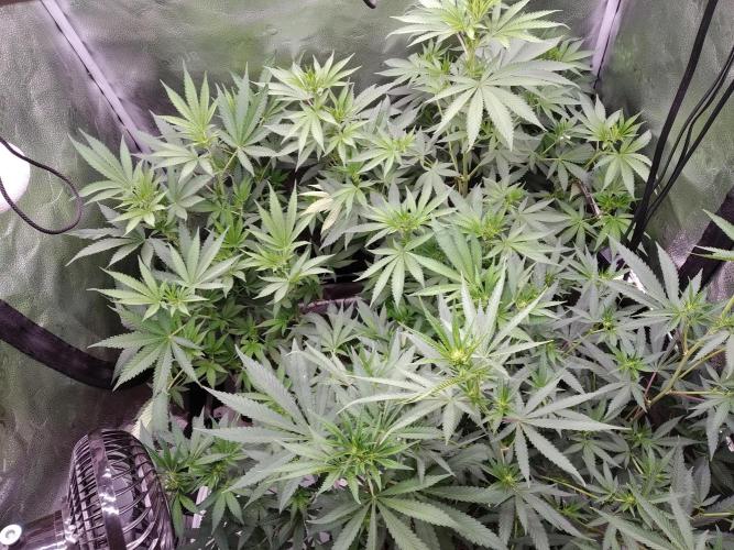sensi skunk and special kush 1. Week 8 - 19.july