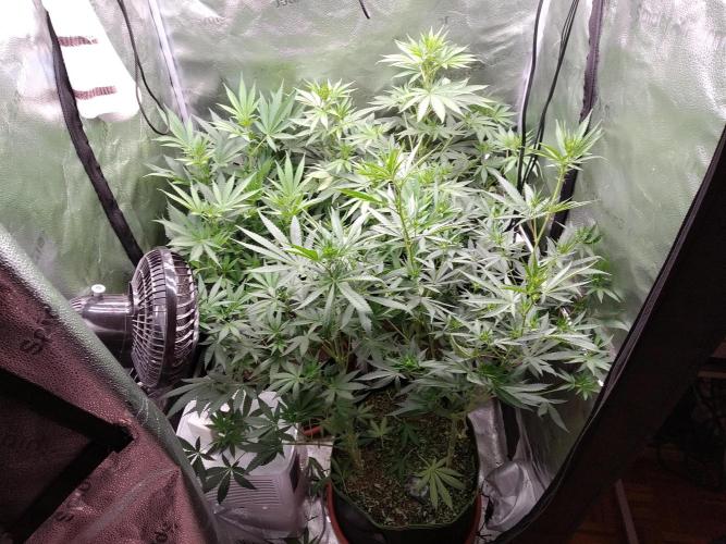 sensi skunk and special kush 1. Week 8 - 19.july
