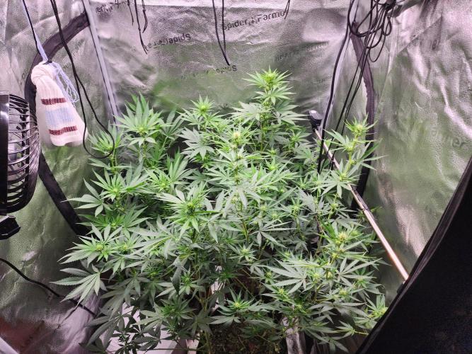sensi skunk and special kush 1. Week 9