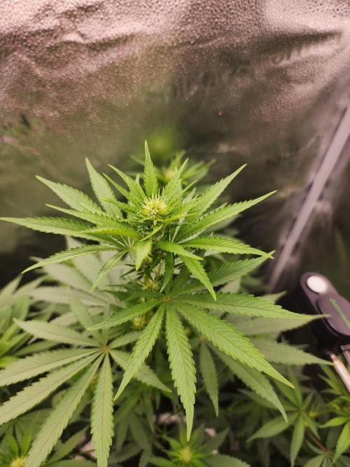sensi skunk and special kush 1. Week 9