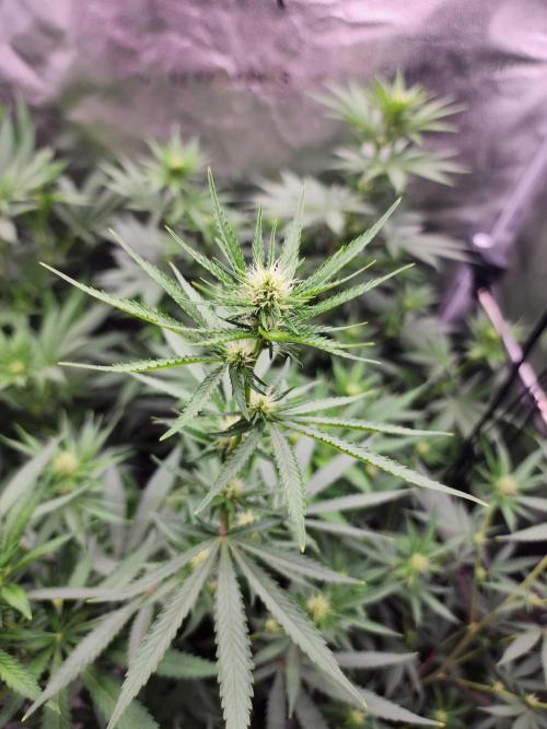 sensi skunk and special kush 1. Week 9