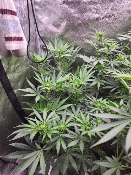 sensi skunk and special kush 1. Week 9