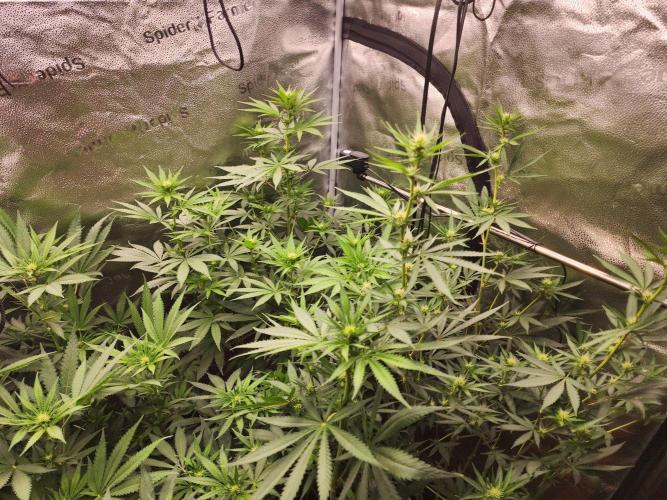 sensi skunk and special kush 1. Week 9