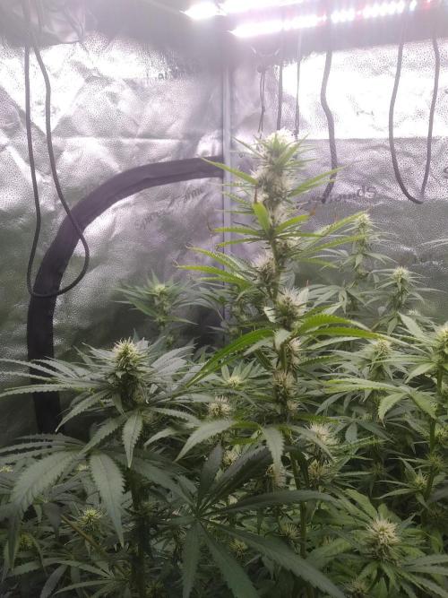 sensi skunk and special kush 1. Week 10 - 1.august, special kush #1 