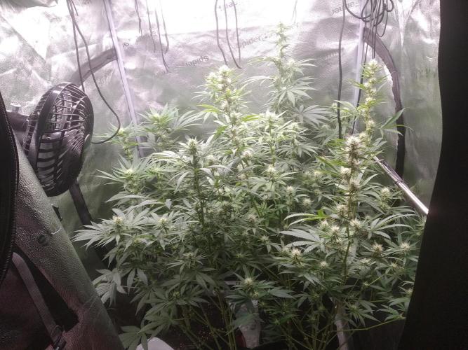 sensi skunk and special kush 1. Week 10 - 1.august 26 family photo 
