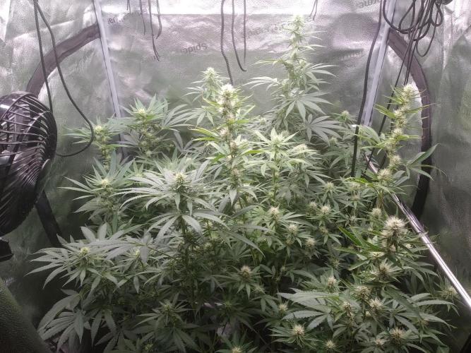 sensi skunk and special kush 1. Week 10 - all girls happy together 