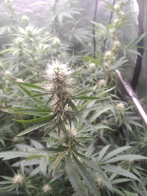 sensi skunk and special kush 1. Week 10 - 1.august special kush #1 