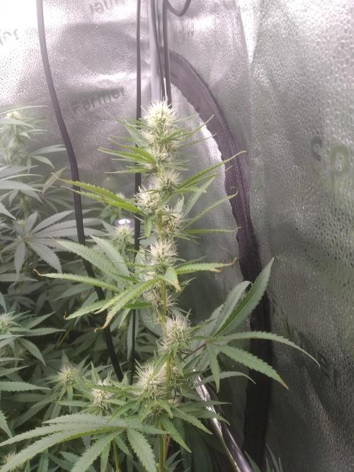 sensi skunk and special kush 1. Week 10 - 1.august special kush #1 
