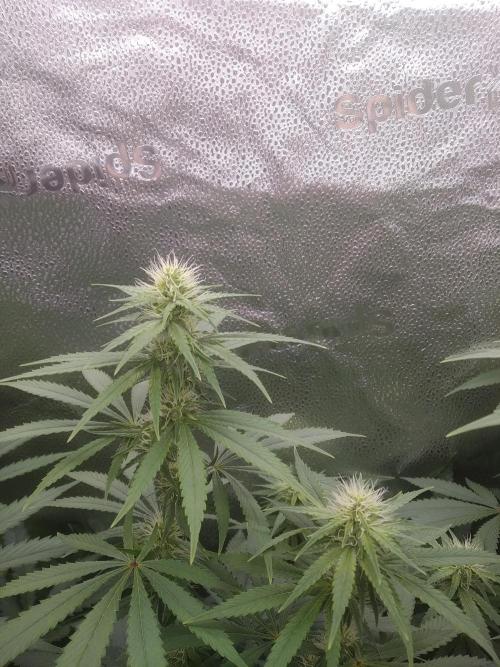 sensi skunk and special kush 1. Week 10 - 1.august