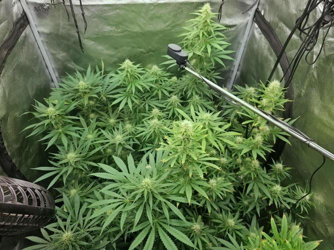 sensi skunk and special kush 1. Week 11 - 8.august family photo 