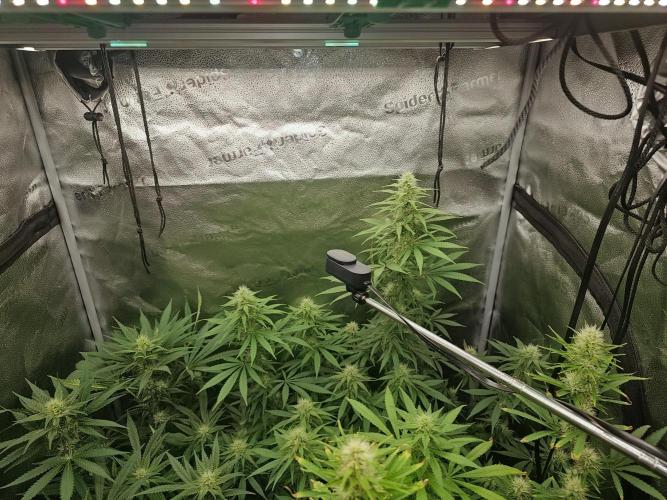 sensi skunk and special kush 1. Week 11 - 8 august