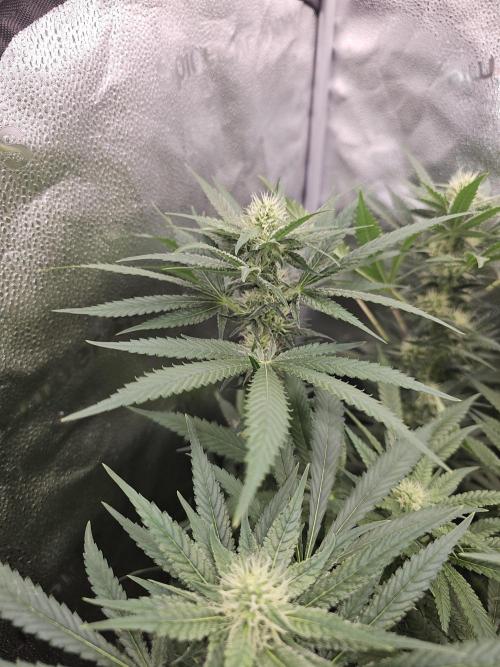 sensi skunk and special kush 1. Week 11 - 8.august special kush #1 