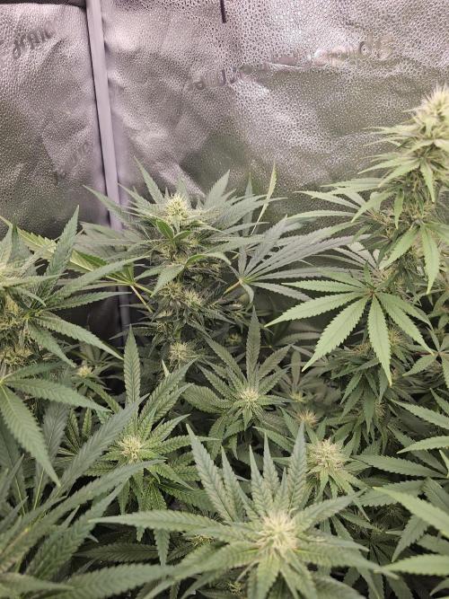 sensi skunk and special kush 1. Week 11 - 8.august