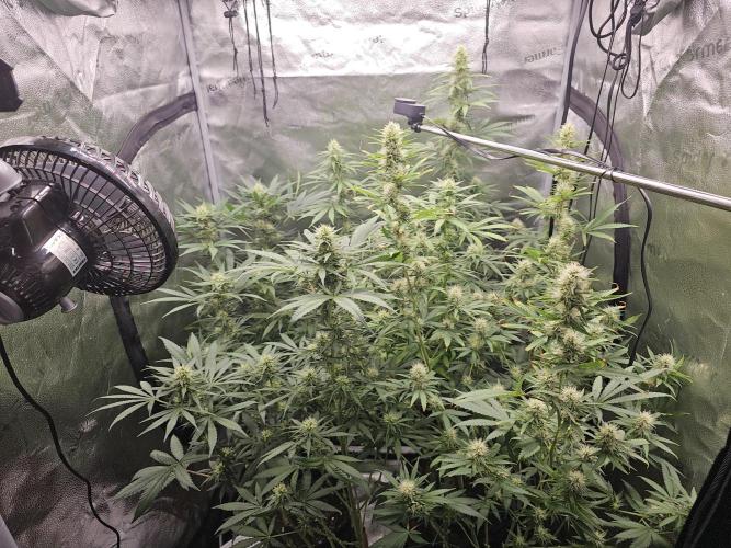 sensi skunk and special kush 1. Week 11 - 8.august 