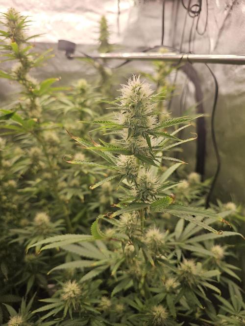 sensi skunk and special kush 1. Week 11 - 8.august special kush #1